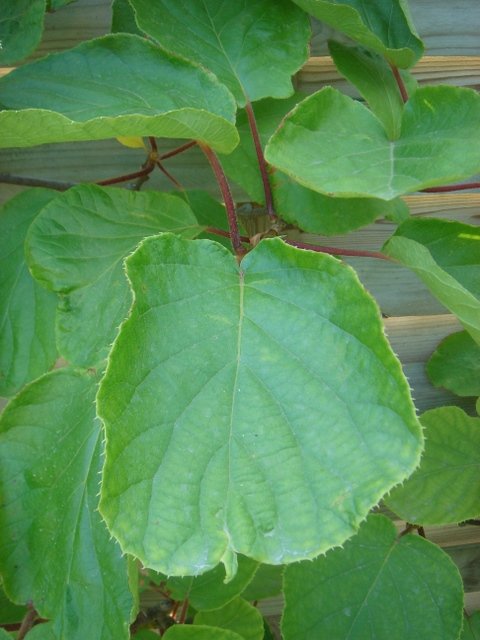 Actinidia deliciosa